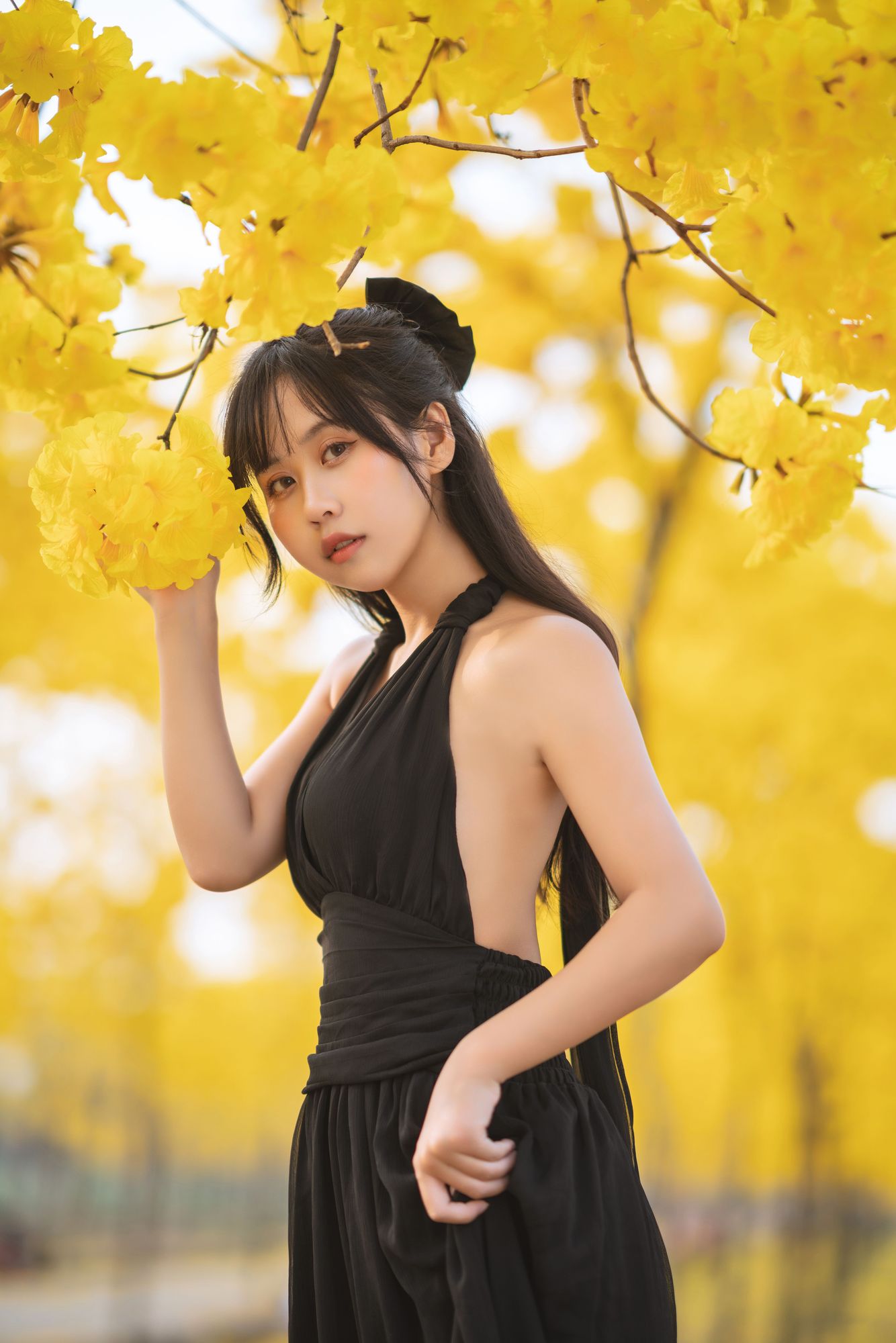 No.025 – 秋有银杏 春有黄风铃 [23P]-次元堂